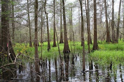 cypress swamp