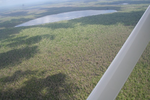 atchafalaya basin aerial view