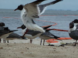 bird with boom ms gulf coast