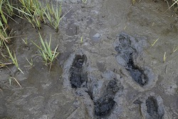 oily footprints in Barataria Bay. Photo: GRN