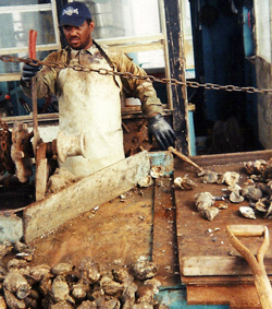 louisiana oysterman