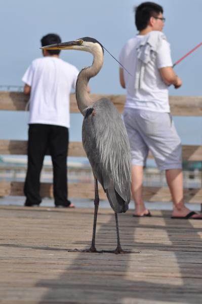 Crane sitting at the Front Beach (Ocean Springs, MS) Pier